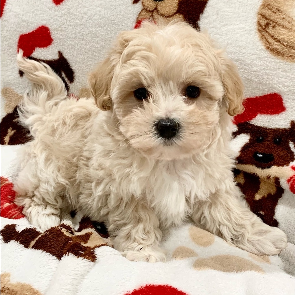 🐶MALTIPOO🐶